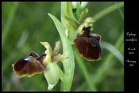 Ophrys aranifera2