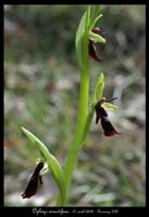 Ophrys insectifera