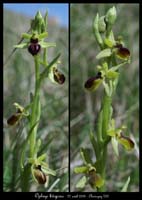 Ophrys litigiosa2