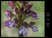 Orchis purpurea