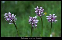 Orchis simia