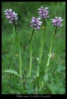 Orchis simia2