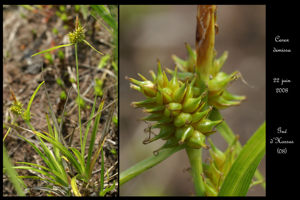 Carex demissa