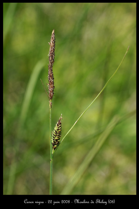 Carex nigra