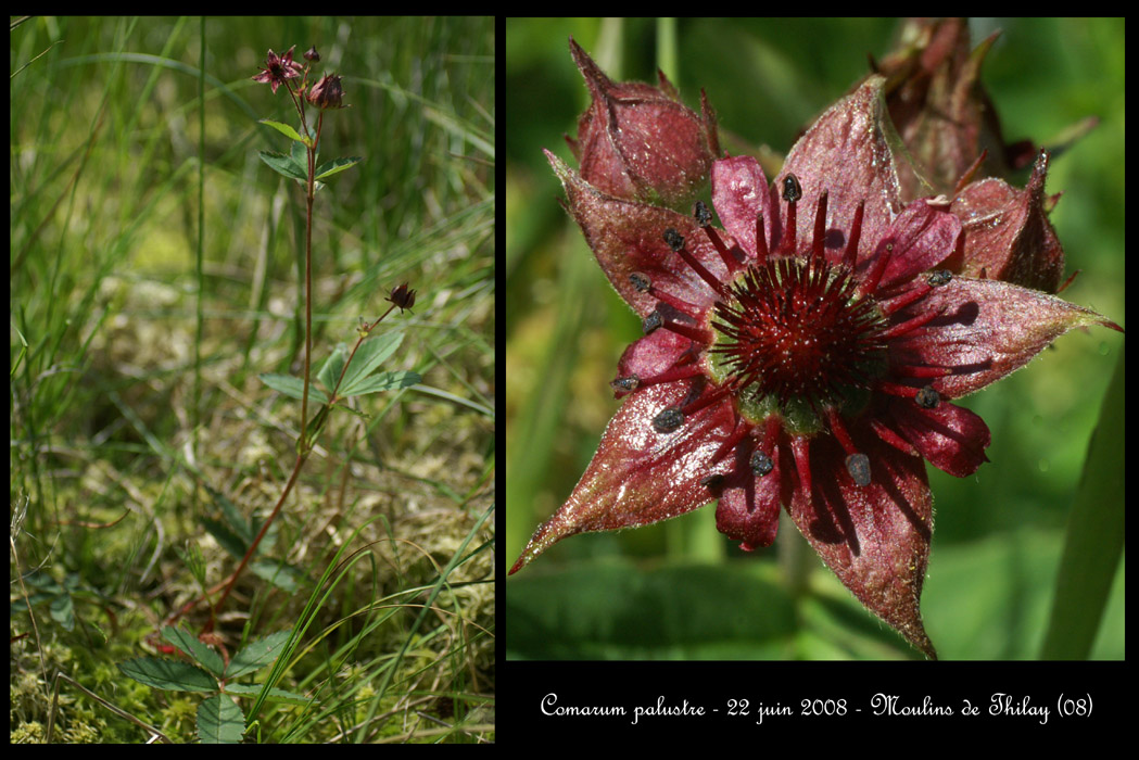 Comarum palustre