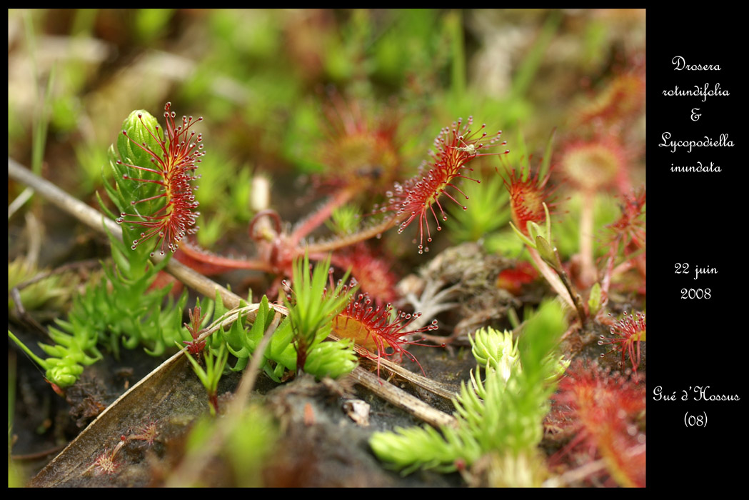 Drosera rotundifolia & Lycopodiella inundata2