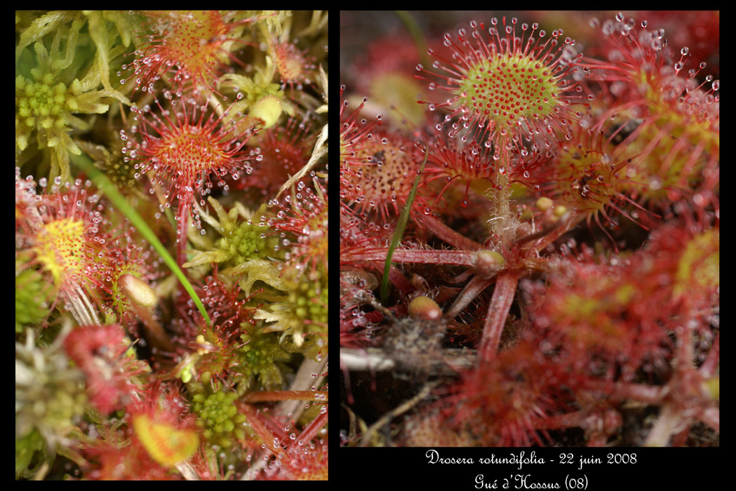 Drosera rotundifolia4