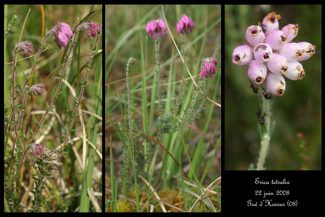 Erica tetralix