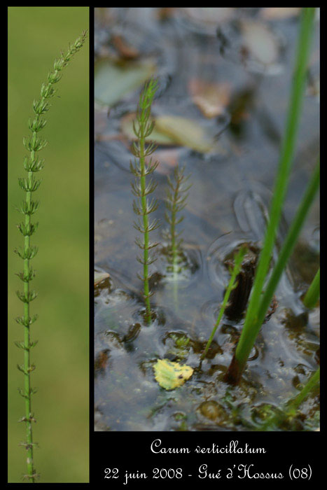 Hippuris vulgaris