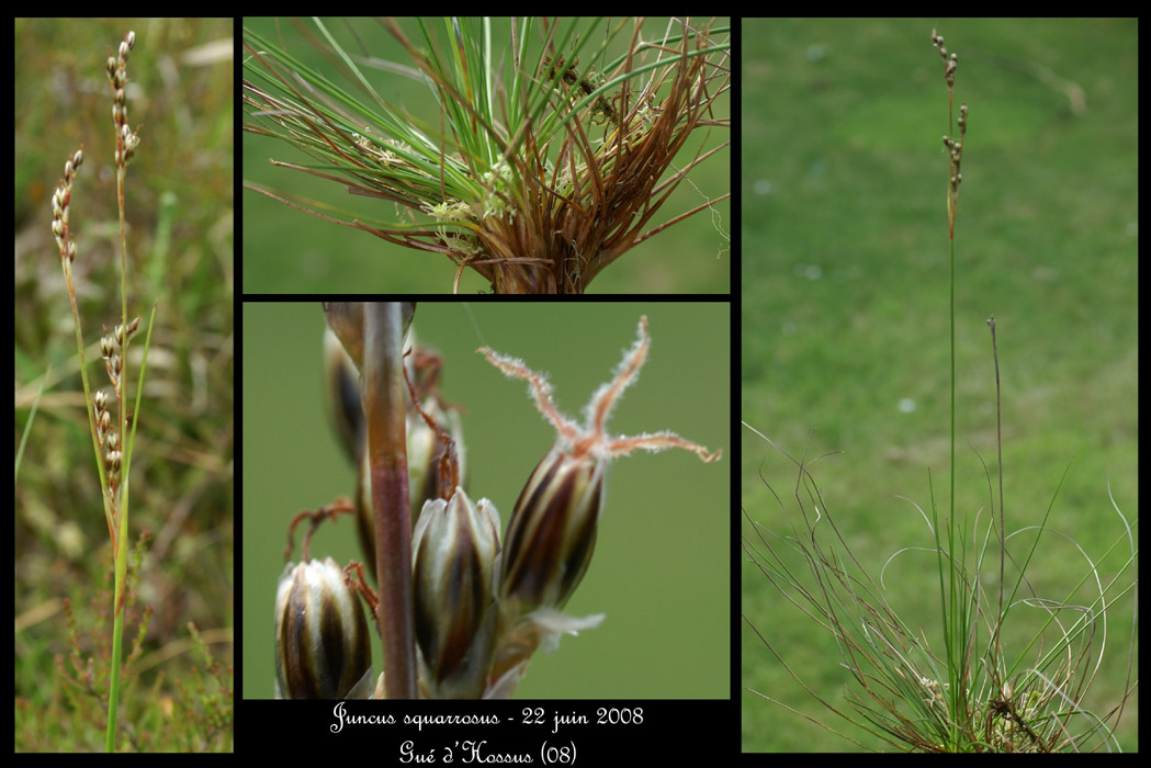 Juncus squarrosus