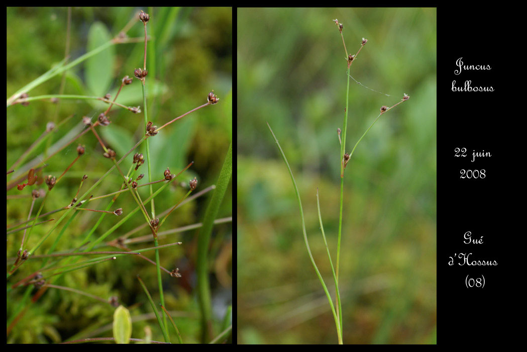 Juncus tenageia