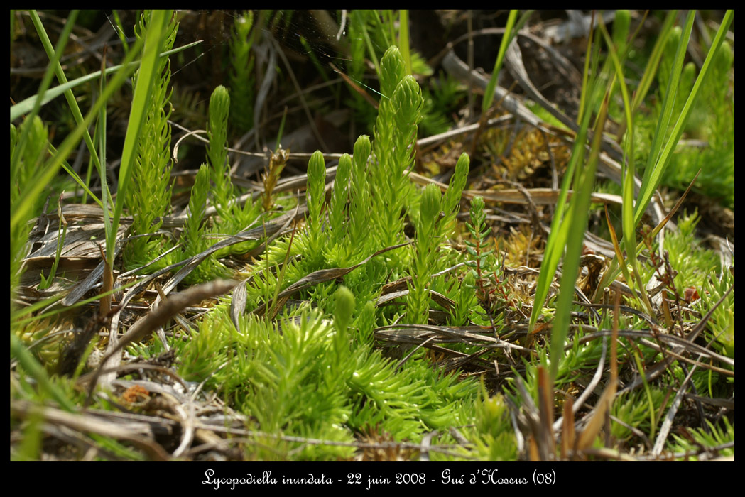 Lycopodiella inundata