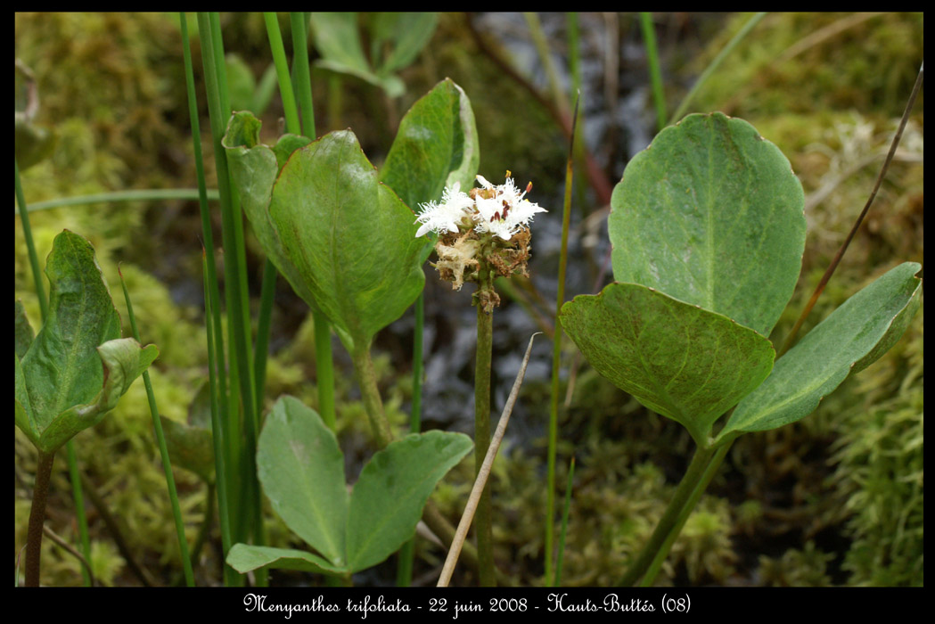 Menyanthes trifoliata