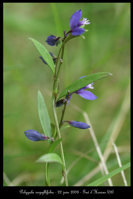 Polygala serpyllifolia