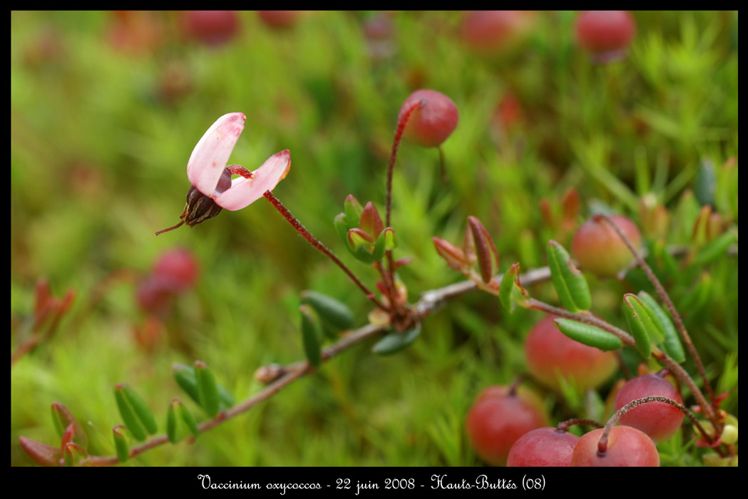 Vaccinium oxycoccos