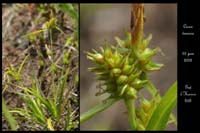 Carex demissa