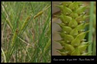 Carex rostrata