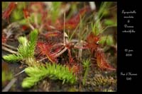 Drosera rotundifolia & Lycopodiella inundata