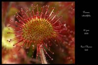 Drosera rotundifolia