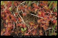 Drosera rotundifolia2