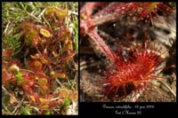 Drosera rotundifolia3