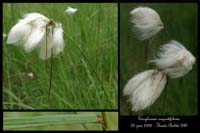 Eriophorum angustifolium