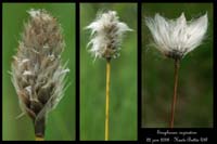 Eriophorum vaginatum