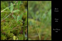 Juncus tenageia