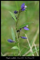 Polygala serpyllifolia