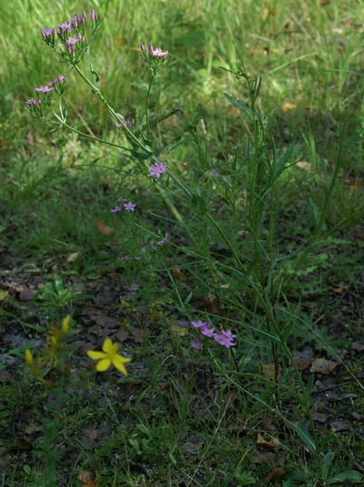 Centaurium erythraea Rieulay  150707 (34)