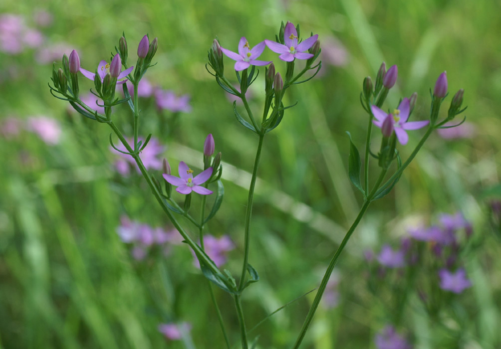 Centaurium erythraea Rieulay  150707 (35)