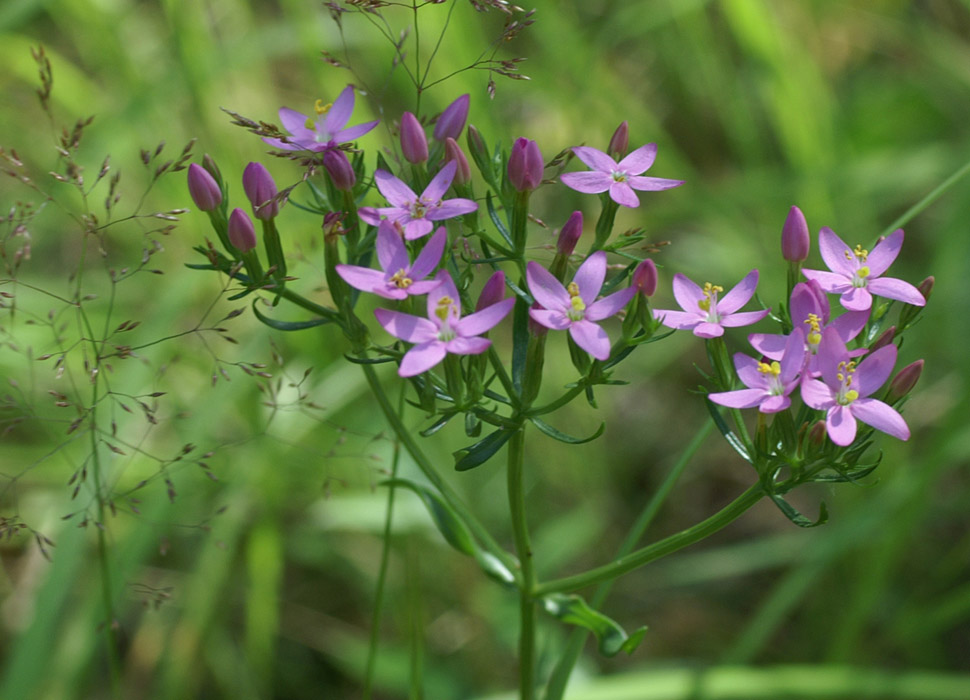 Centaurium erythraea Rieulay  150707 (36)