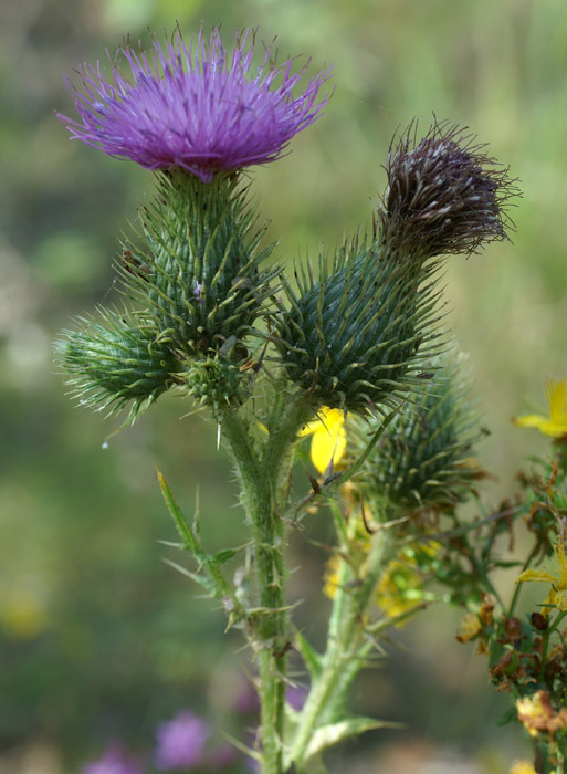 Cirsium vulgare Rieulay  150707 (37)