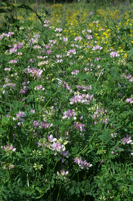 Coronilla varia Rieulay  150707 (56)