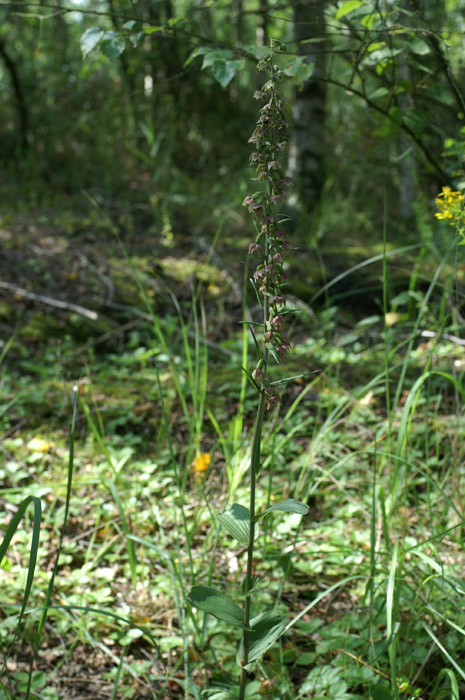 Epipactis helleborine Rieulay  150707 (14)