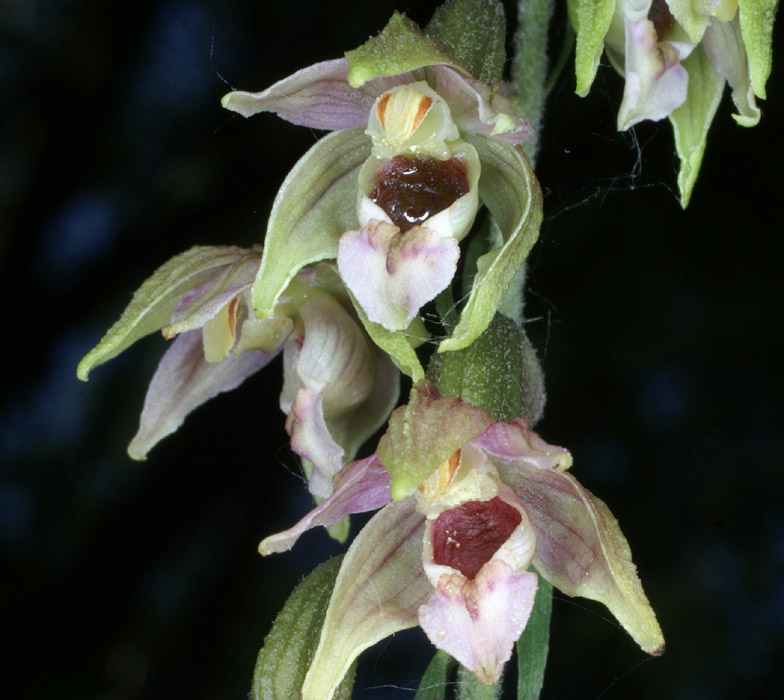 Epipactis helleborine Rieulay  150707 (25)