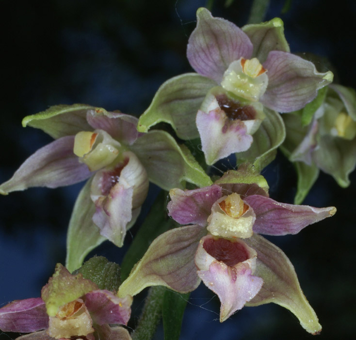 Epipactis helleborine Rieulay  150707 (29)