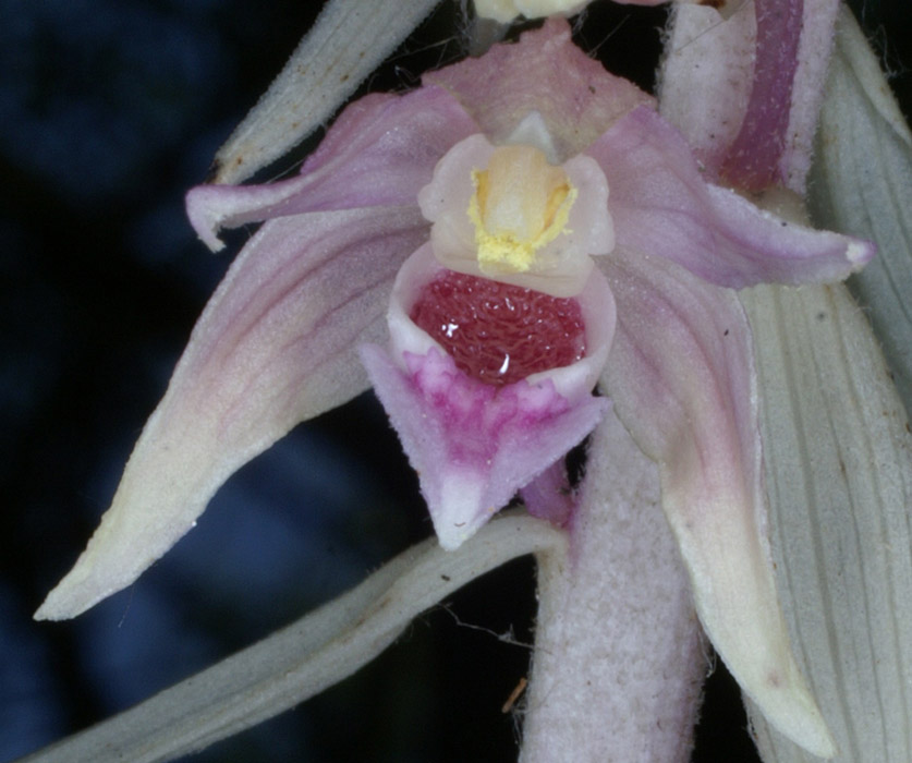 Epipactis helleborine saprophyte Rieulay  150707 (11)