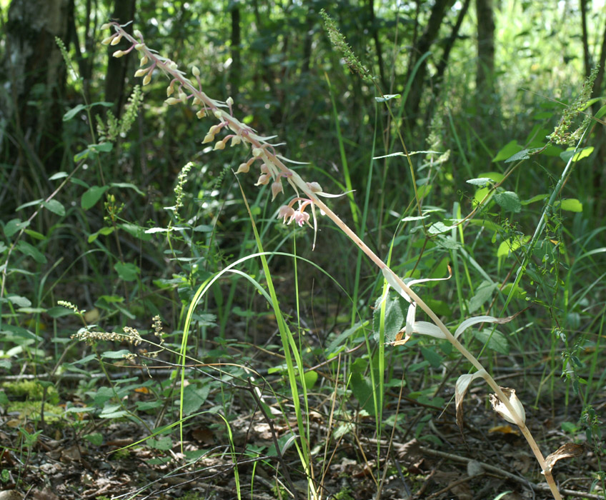 Epipactis helleborine saprophyte Rieulay  150707 (2)