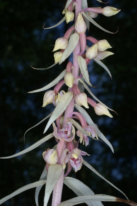 Epipactis helleborine saprophyte Rieulay  150707 (26)