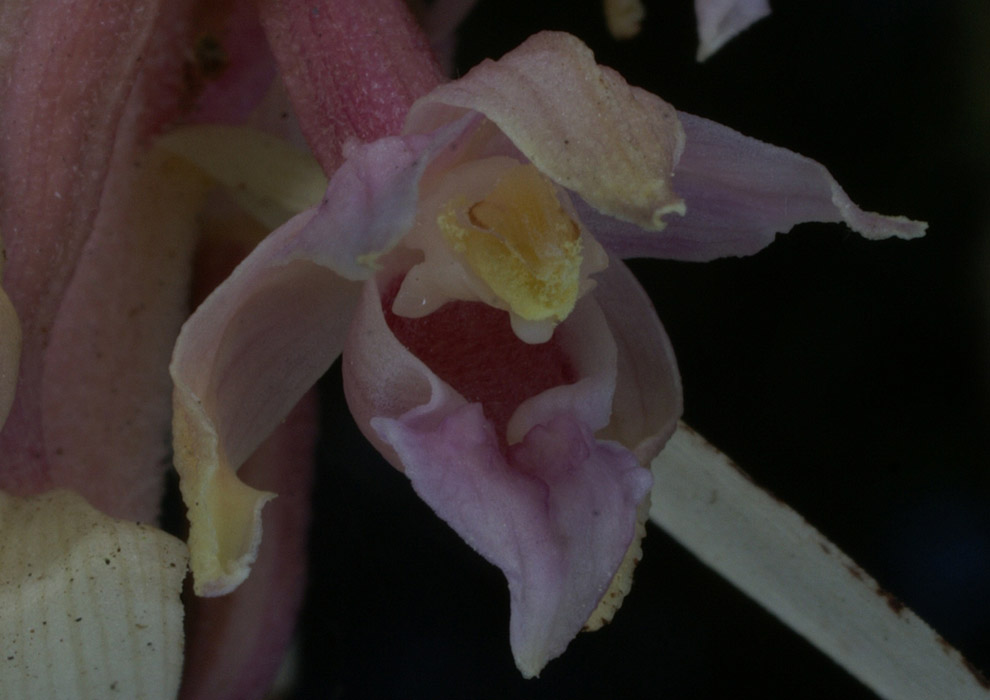 Epipactis helleborine saprophyte Rieulay  150707 (28)