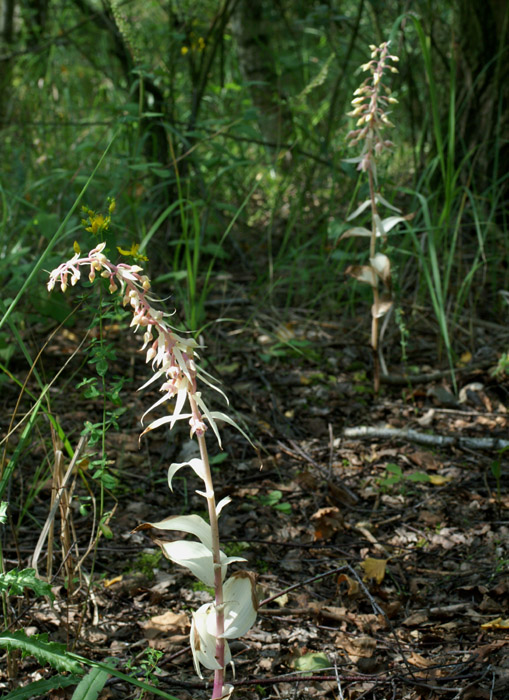 Epipactis helleborine saprophyte Rieulay  150707 (30)