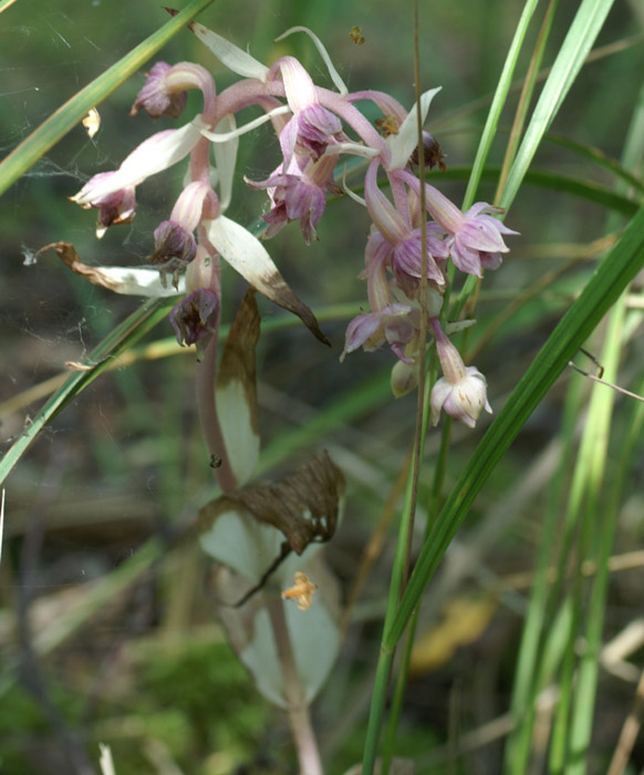 Epipactis helleborine saprophyte Rieulay  150707 (5)