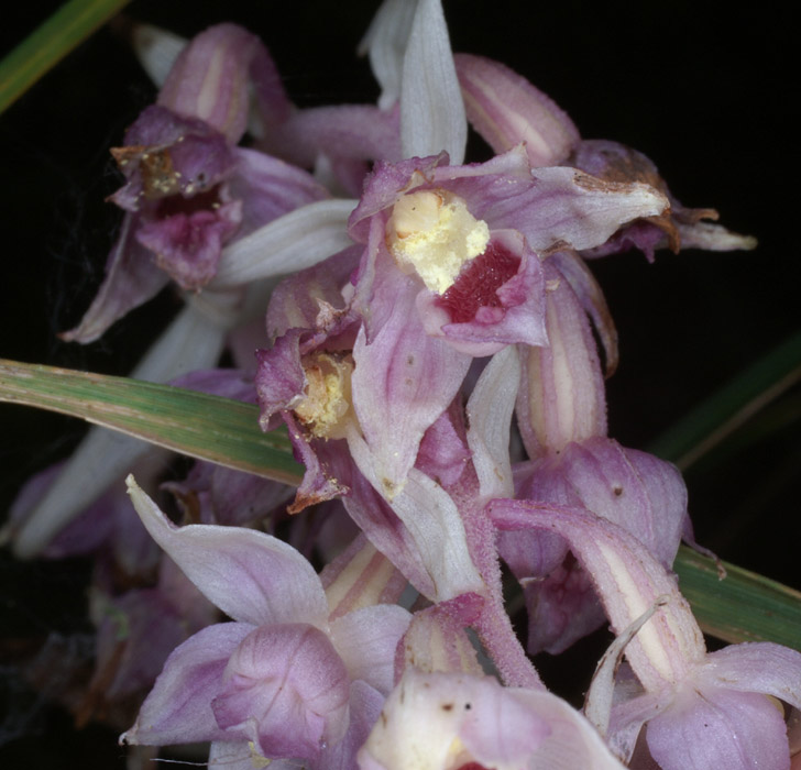 Epipactis helleborine saprophyte Rieulay  150707 (6)