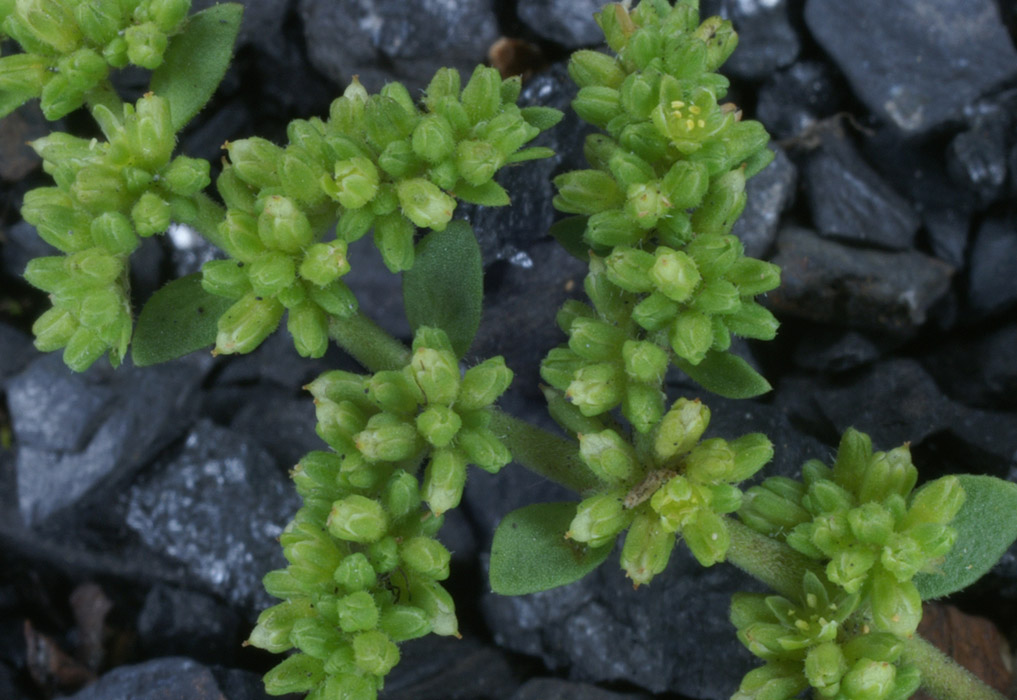 Herniaria glabra Rieulay  150707 (50)