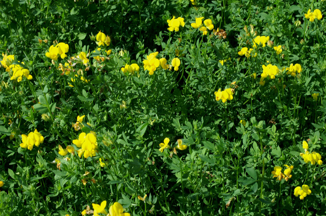 Lotus corniculatus Rieulay  150707 (42)