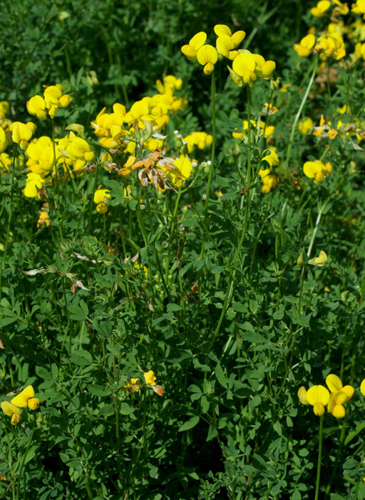 Lotus corniculatus Rieulay  150707 (43)