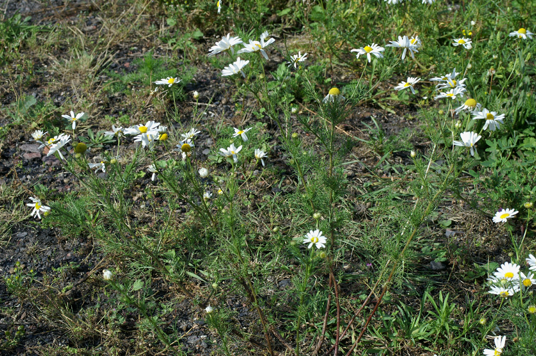 Matricaria perforata Rieulay  150707 (63)