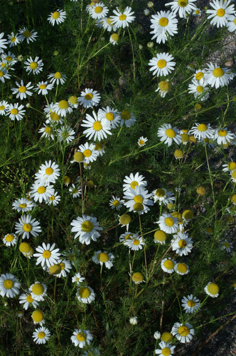 Matricaria perforata Rieulay  150707 (64)
