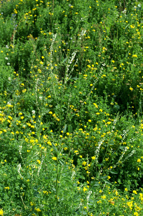 Melilotus albus Rieulay  150707 (44)